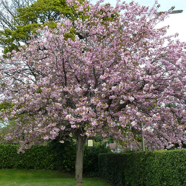 beechcroft house gardens