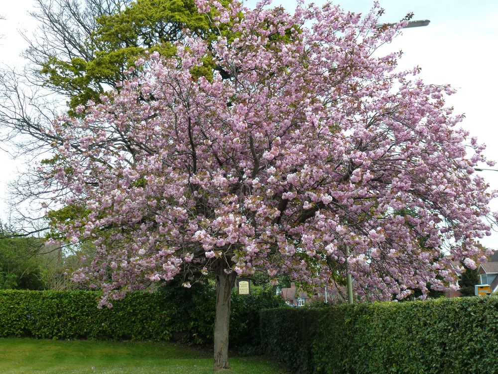 beechcroft house gardens