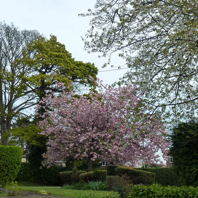 beechcroft house gardens