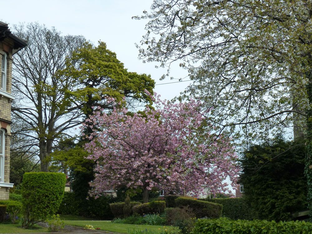 beechcroft house gardens